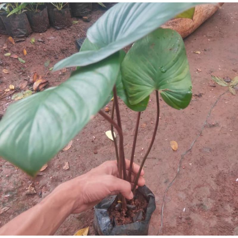 Tanaman hias keladi ampu - keladi hias - tanaman hias keladi