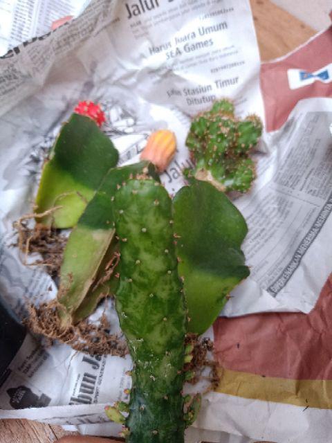 Paket Hemat 3 Pcs Plus Pot