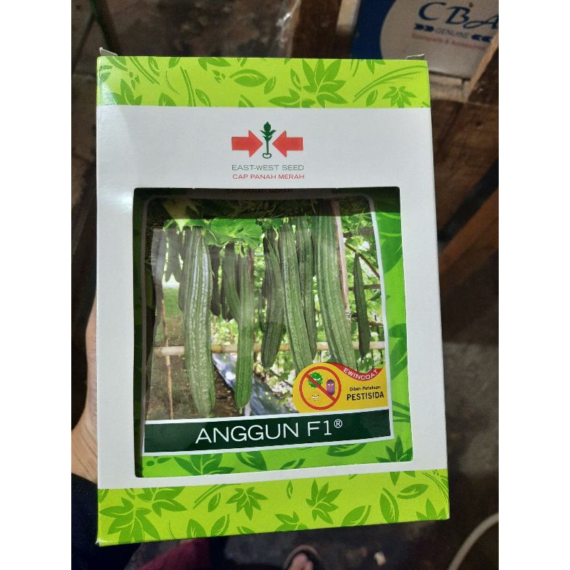 Benih Oyong Anggun F1