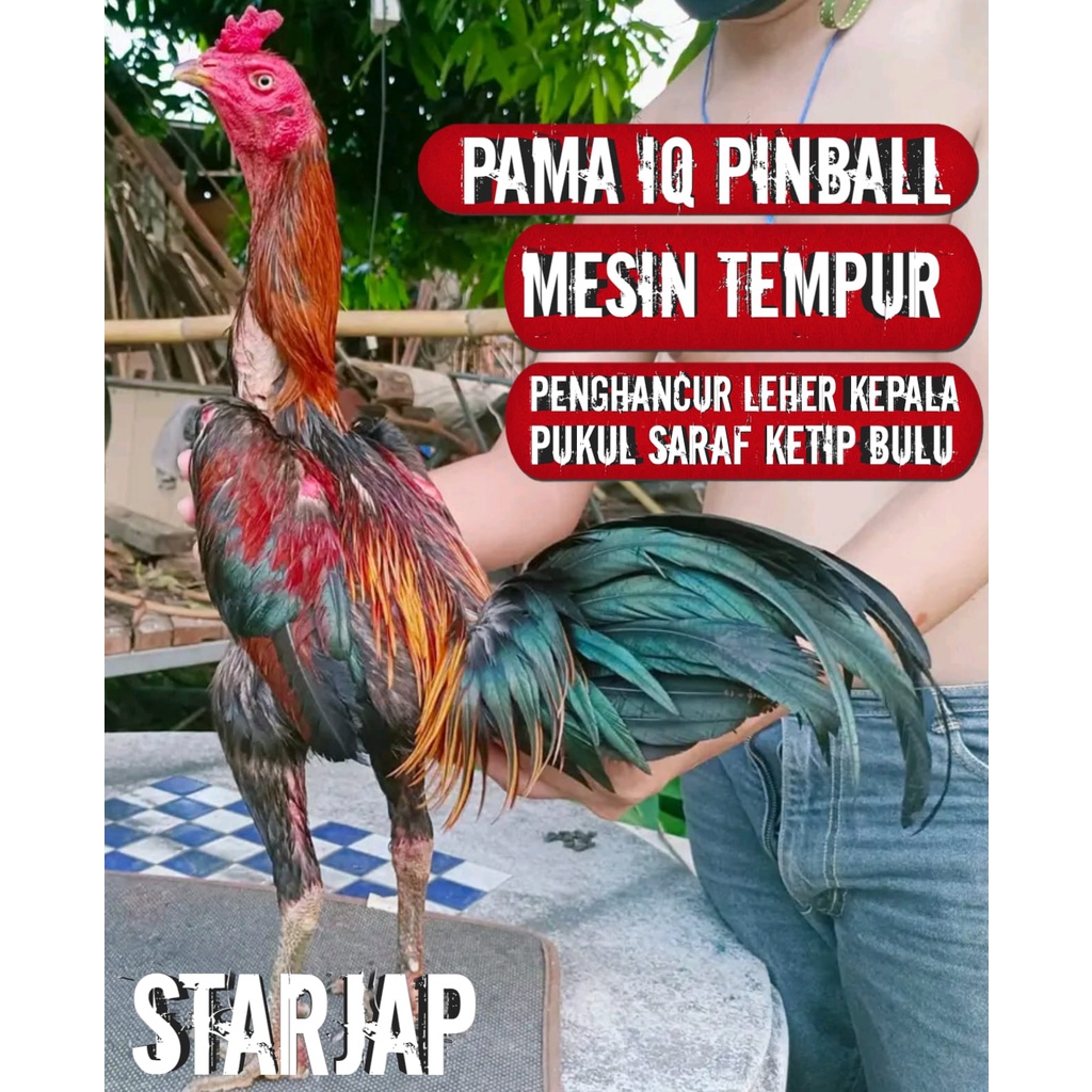 ayam bangkok asli impor thailand pama pinball super jalu ekor lidi pakhoy brutal telur siap tetas pe