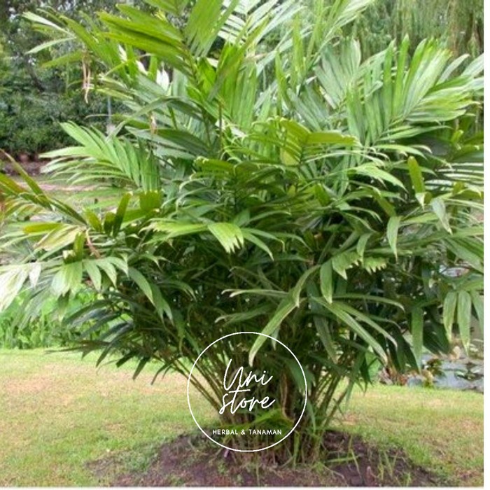 

(COD) 500Gram Daun salak muda segar - Atasi ambeien dan wasir