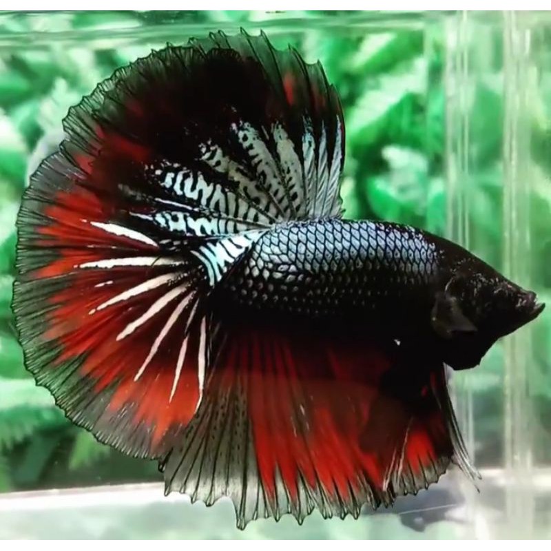 Ikan Cupang Halfmoon Cooper