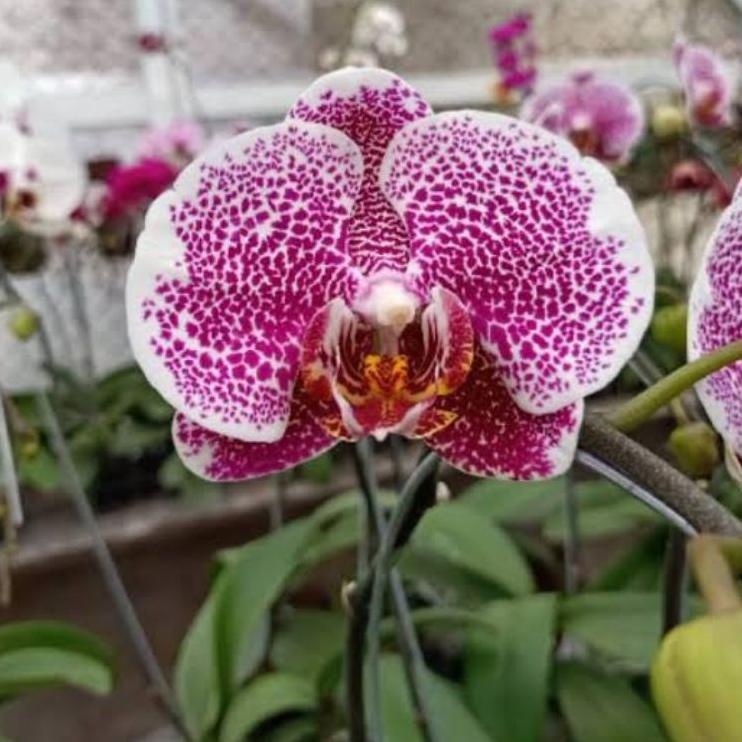 Modern.. Bibit Botolan Anggrek Bulan Murah