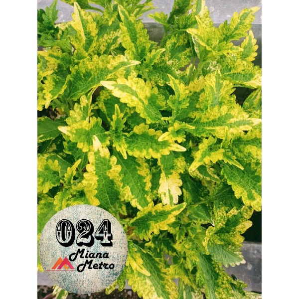 Miana Premium  Id. Ekor naga kuning