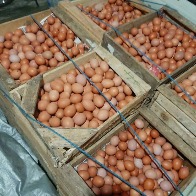 

Agen telor