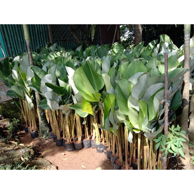 calathea pisang tinggi 1 meter - pisang pisangan calatea - pisang calatea