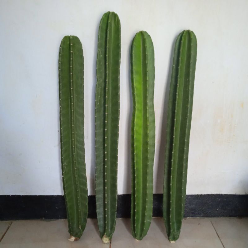 Kaktus koboi murah kkatus koboi besar kkatus koboi gemuk KAKTUS belimbing kaktus koboi tanpa duri ka