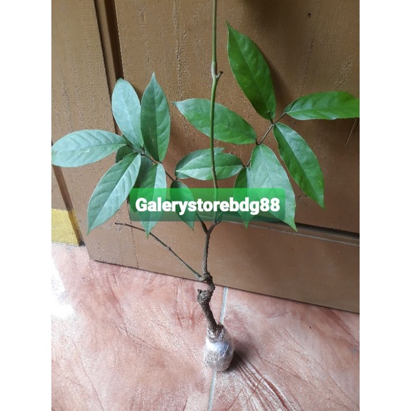 Bibit akar tuba bibit tuba super asli