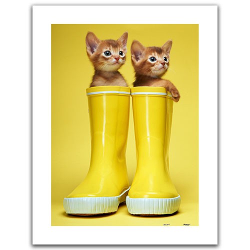 Pintoo Jigsaw Puzzle H1568 – Abyssinian Kittens (300 pcs)