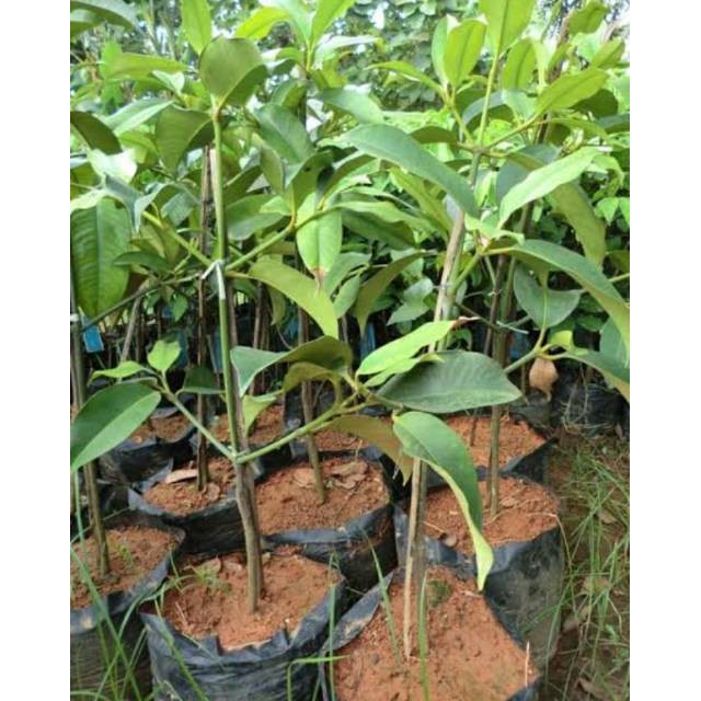 Bibit Manggis Super
