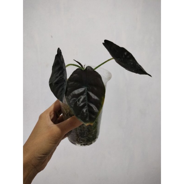 Alocasia Infernalis ( Bukan Bonggol )