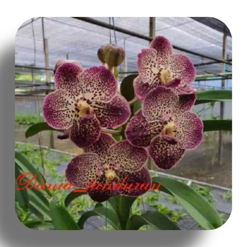 Anggrek vanda Seedling gendut