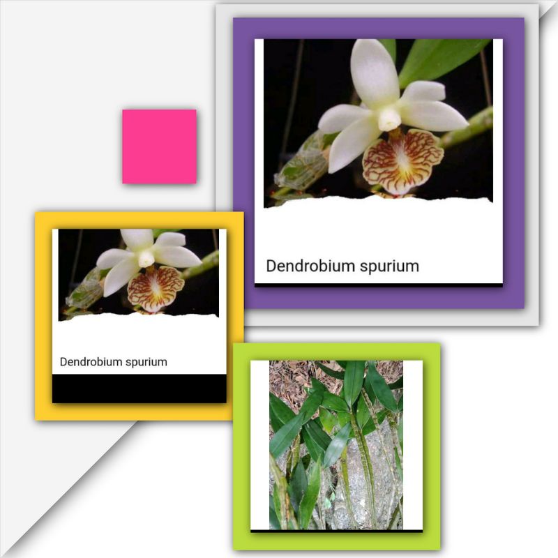 Anggrek spesies dendrobium spurium / tanaman hias anggrek dendrobium