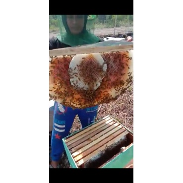 

MADU MURNI FULL NEKTAR AKASIA CARVA