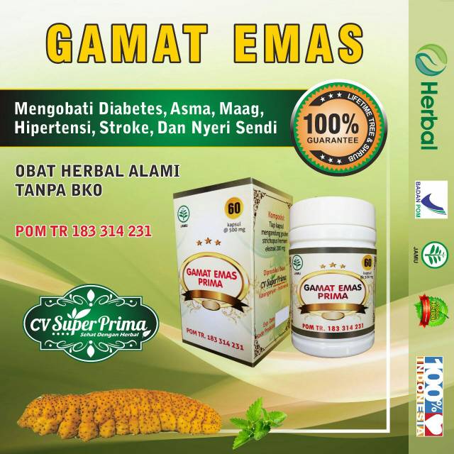 GAMAT EMAS ATASI ASAM LAMBUNG NYERI SENDI