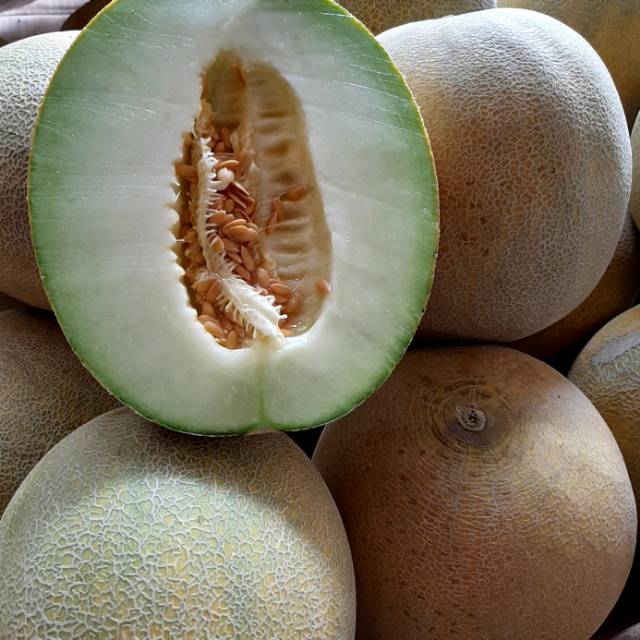 Melon madu ngawi