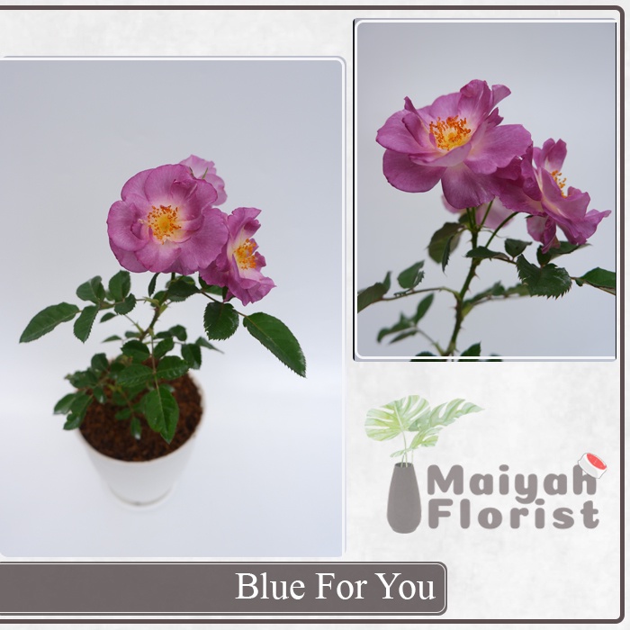 Mawar Import Blue For You - Tanaman Hias - Sudah Berbunga - Berlabel