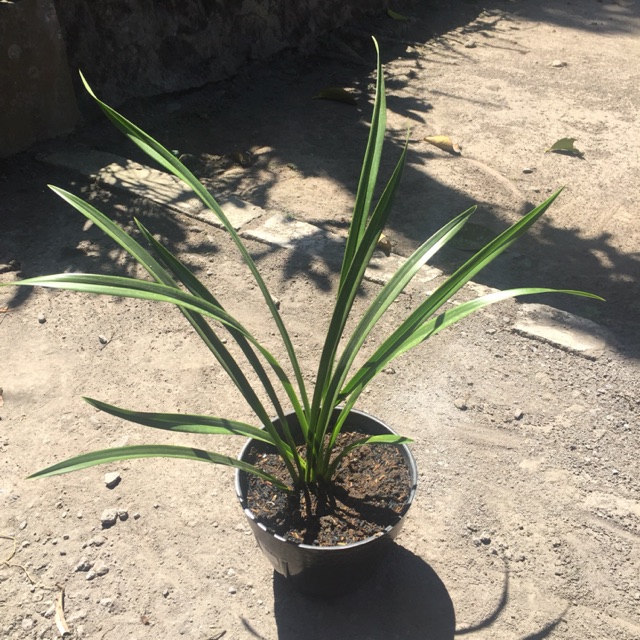 Cymbidium Golden Boy