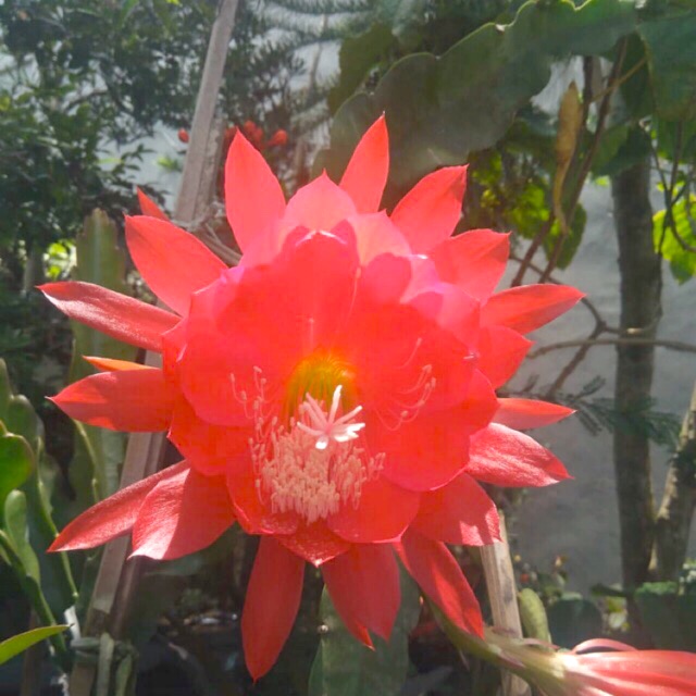 Tanaman wijaya kusuma ackermanii