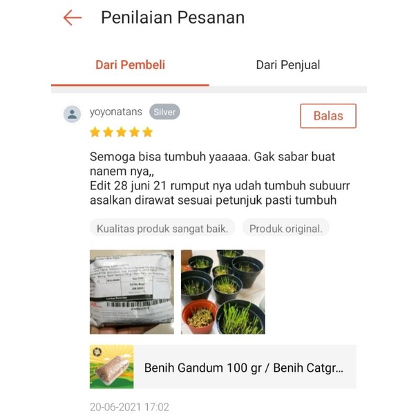 PAKET TANAM CATGRASS - Paket Lengkap Menanam Catgrass Rumput Kucing Wheatgrass Dapat Pot Kompos Benih