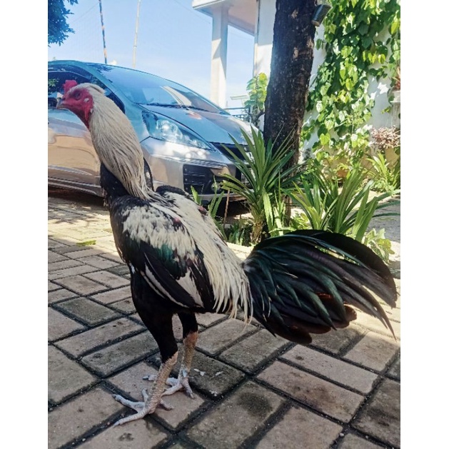 

Telur ayam Bangkok Mangonthai - Telor Ayam Bangkok Mangon Untuk Di Tetaskan