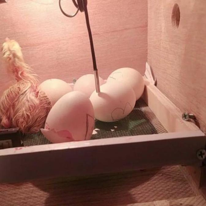 Mesin penetas telur manual kapasitas 18 butir telur ayam bebek burung