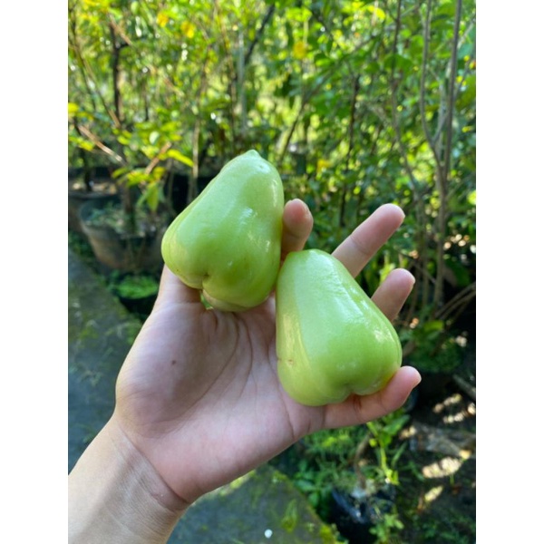 jambu air madu Deli hijau
