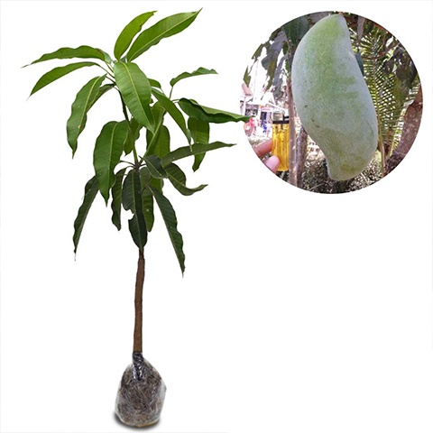 Bibit Buah Mangga Mahatir Bibit - Tanaman Buah Mangga Mahatir - Bibit Buah