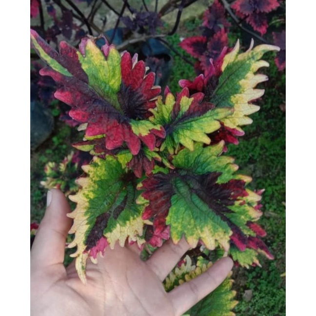 Miana Rainbow Premium