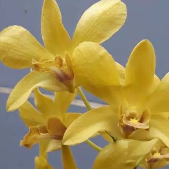 anggrek dendrobium sure gold md