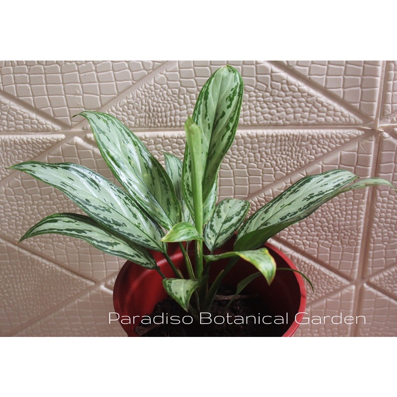 Aglonema Commutatum, Aglaonema Commutatum Silver Queen, Aglonema