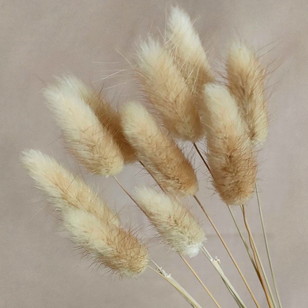 Dried Flower Lagurus/Rabbit Tail Bunga Kering Import Asli Dekorasi Hias Pajangan Buket