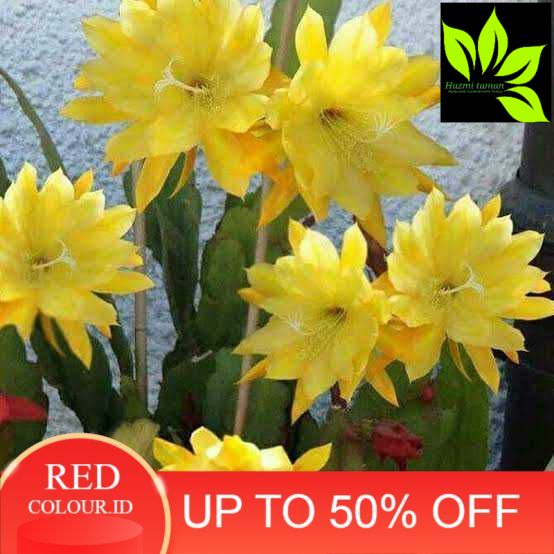 Tanaman hias wijaya kusuma bunga kuning / bibit wijaya kusuma bunga kuning