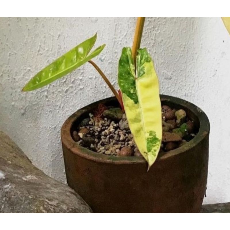 philodendron bilitae variegata