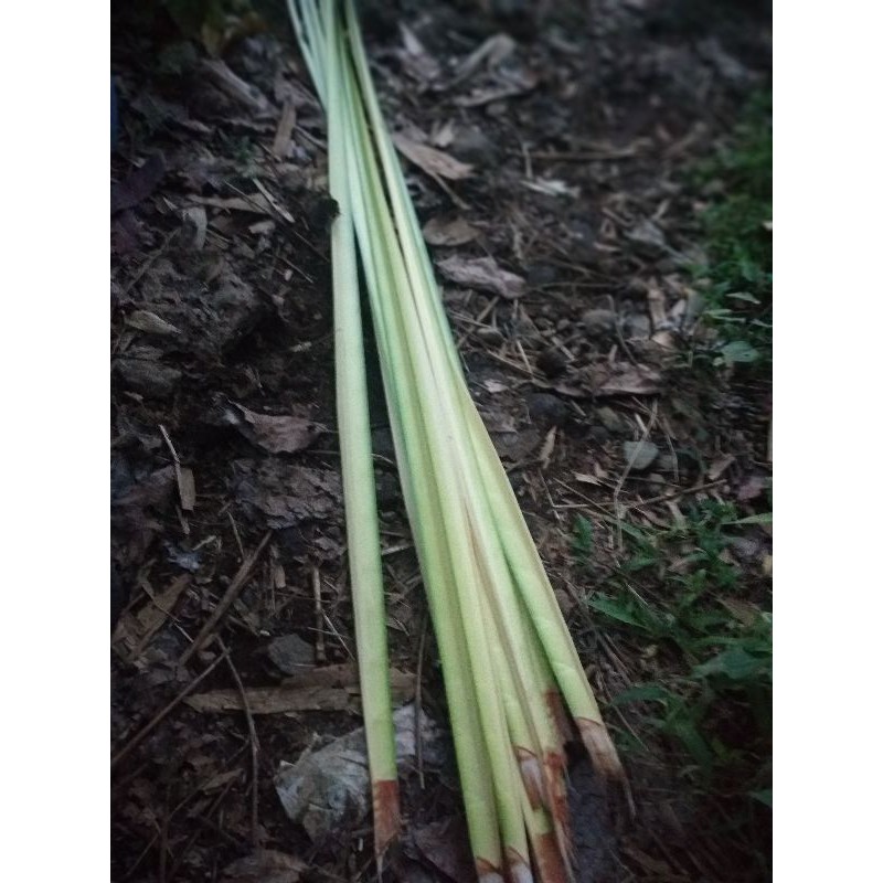 

Daun Kelapa Muda untuk cangkang ketupat lebaran