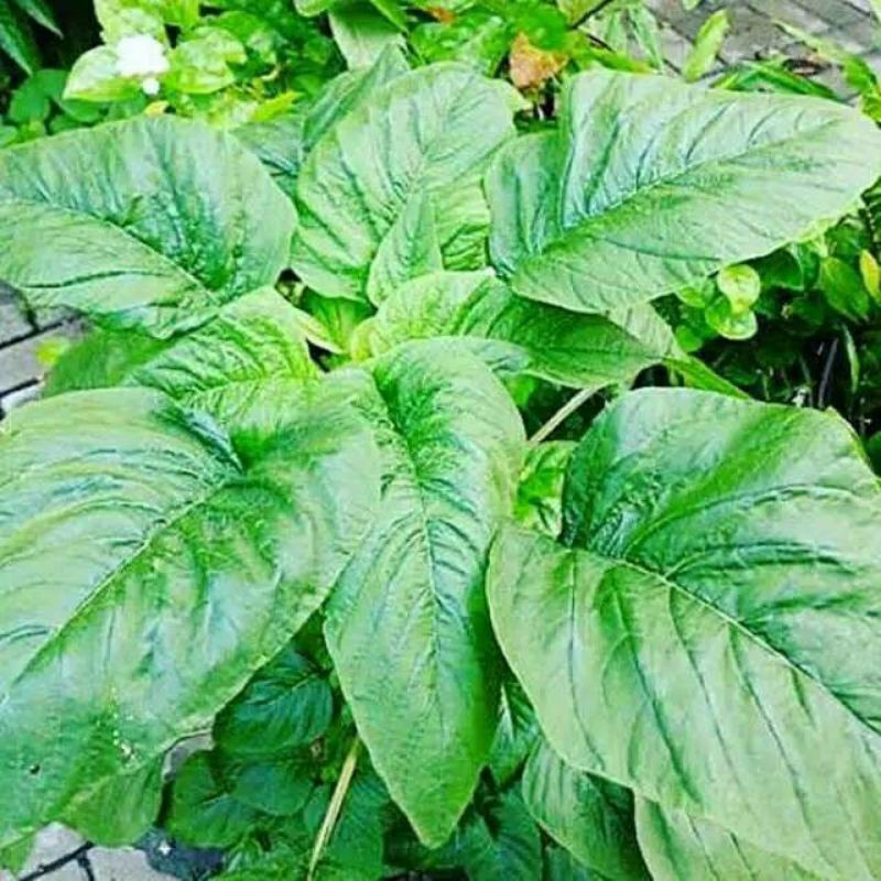 Benih bayam jumbo/bayam kakap/ bayam raja bayam penyek