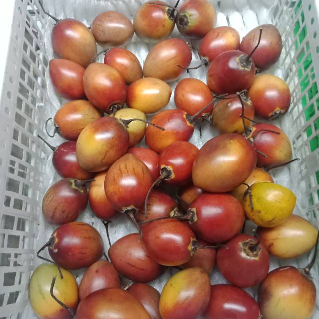

Terong Belanda Merah dan Manis