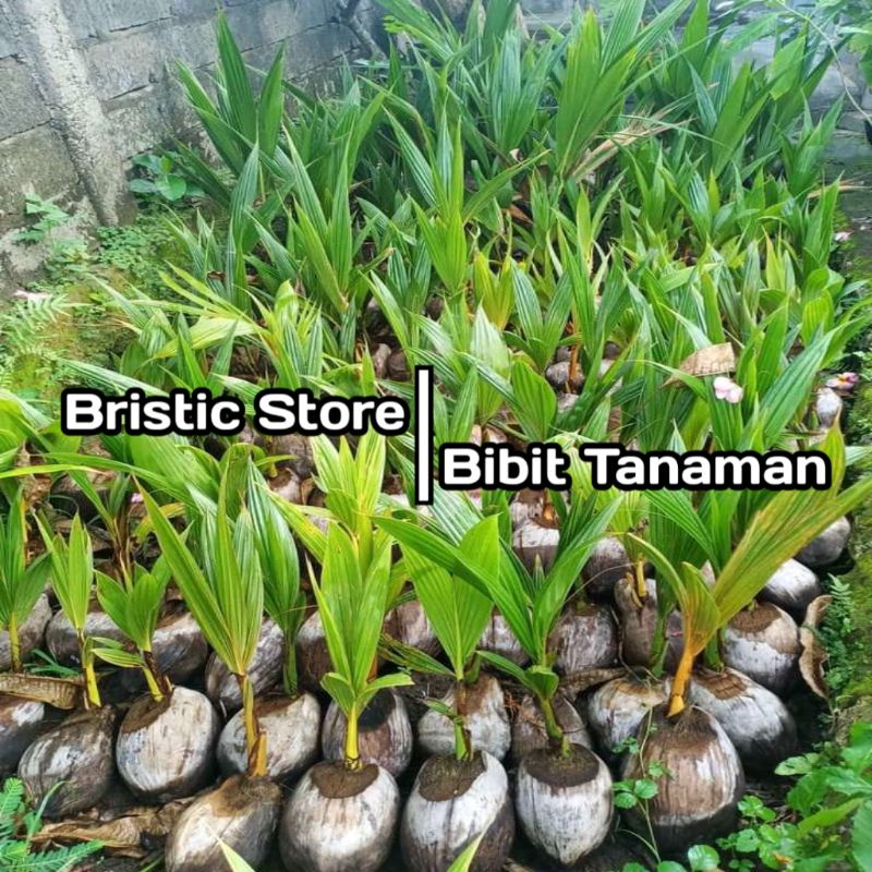 Bibit Kelapa Salak Genjah / Pohon Kelapa Salak Hibrida Genjah