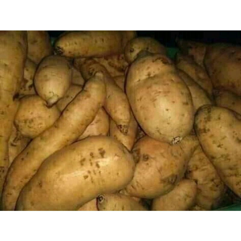 

ubi cilembu