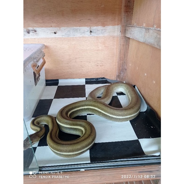 retic Tiger Titanium het citron