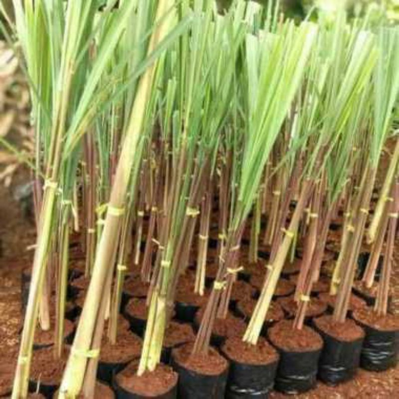 

4 batang bibit sereh/serai wangi atau sereh merah organik