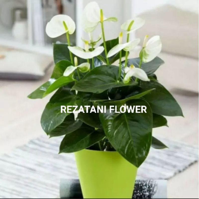 tanaman hias anturium Miki mouse bunga putih/anturium Miki mouse/anturium