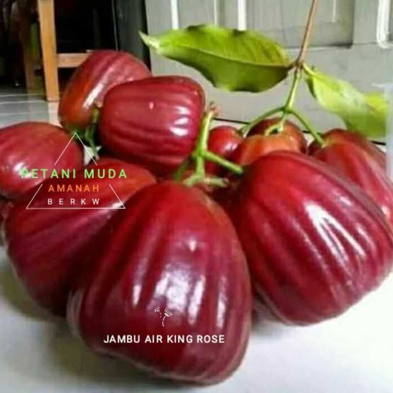 bibit jambu air king rose