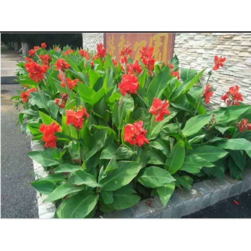 Tanaman Hias Canna Bunga Merah / Canna Presiden
