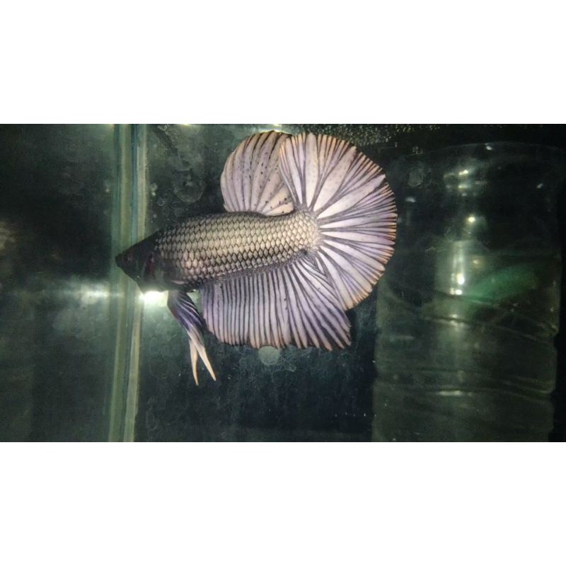 IKAN CUPANG GIANT BLACK COOPER EKOR LEBAR BO.4,5UP