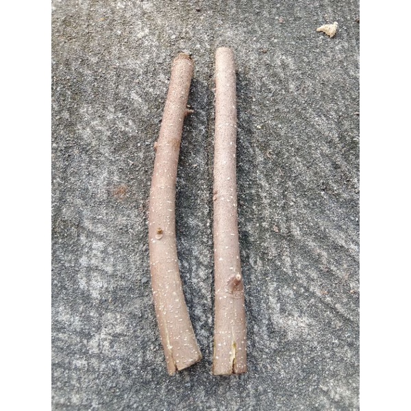 cod/stek batang bonsai iprik/preh/2 biji