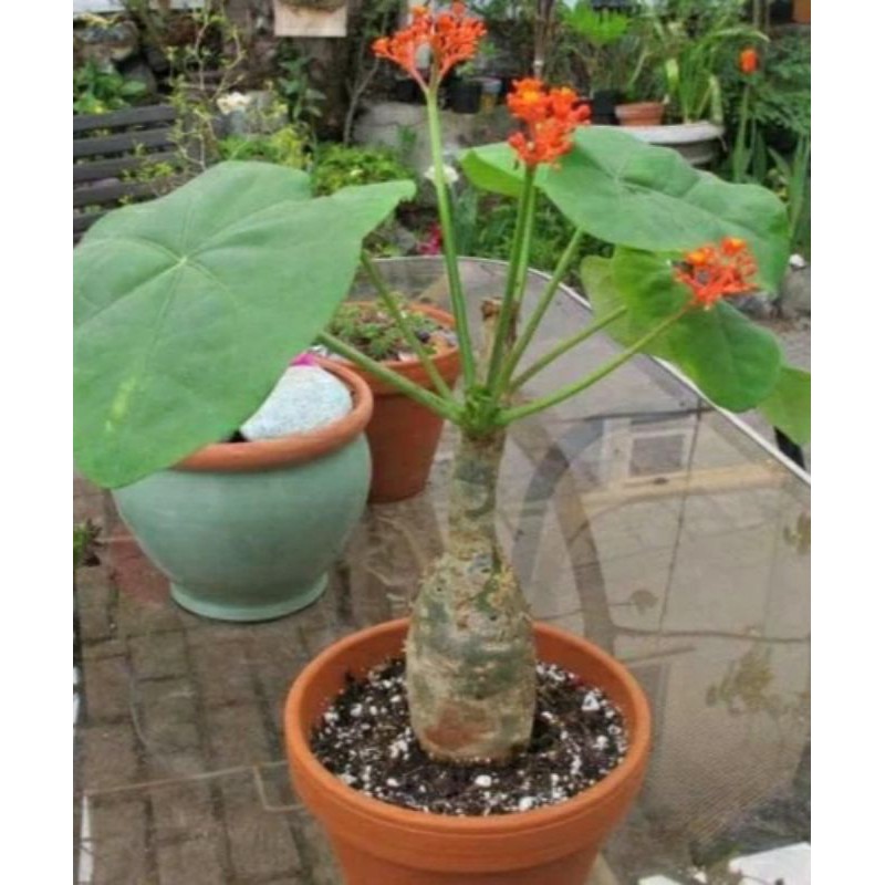 jarak bali/jatopra/budha belle