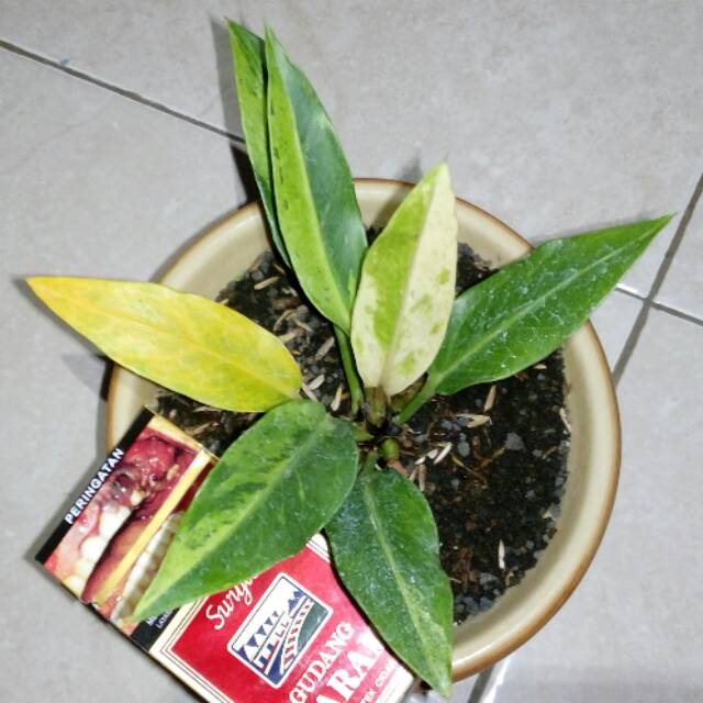 Anthurium Plowmanii Variegata Gelombang Cinta Variegata Wave Of Love Shopee Indonesia