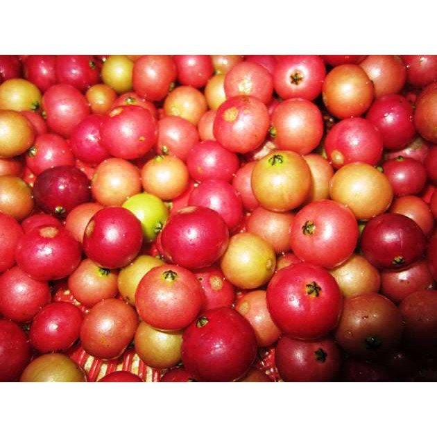 Harga per pack_ biji benih tanaman kersen  -+ 100 biji