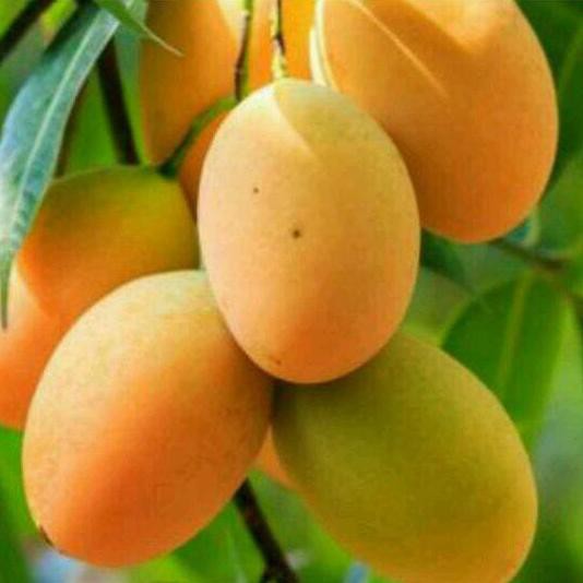 Bibit Mangga Madu Anggur Afrika *_*